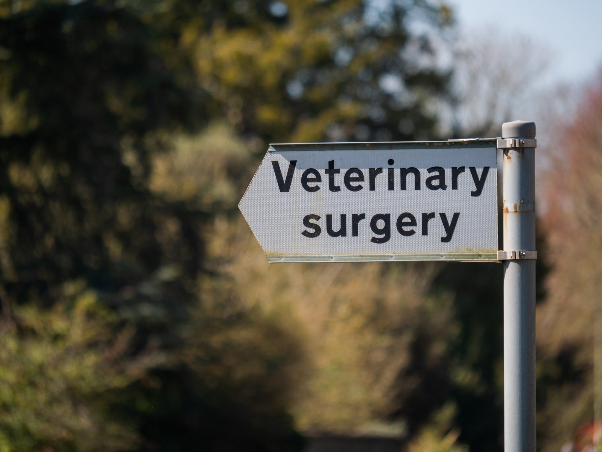 What You Can Expect from Our Veterinary Hospital